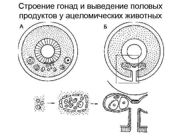 Строение гонад и выведение половых продуктов у ацеломических животных 