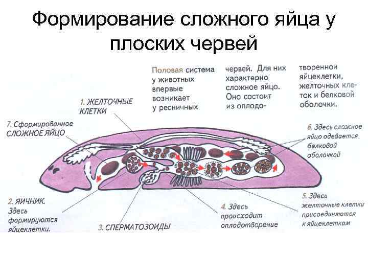 Формирование сложного яйца у плоских червей 