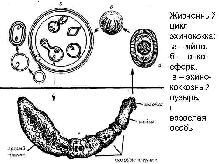 Жизненный цикл эхинококка: а – яйцо, б -- онкосфера, в – эхинококкозный пузырь, г–