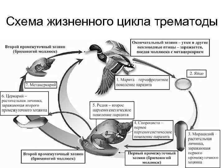 Биология 7 класс жизненный цикл птиц