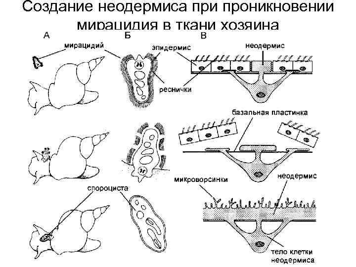 Создание неодермиса при проникновении мирацидия в ткани хозяина 