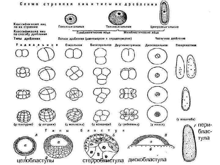 перибластула целобластулы стерроблистула дискобластула 