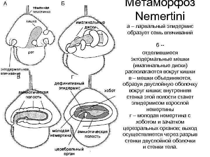 А Б Метаморфоз Nemertini а – ларвальный эпидермис образует семь впячиваний б -отделившиеся эктодермальные
