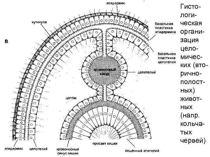 Гистологическая организация целомических (вторичнополостных) животных (напр. кольчатых червей) 