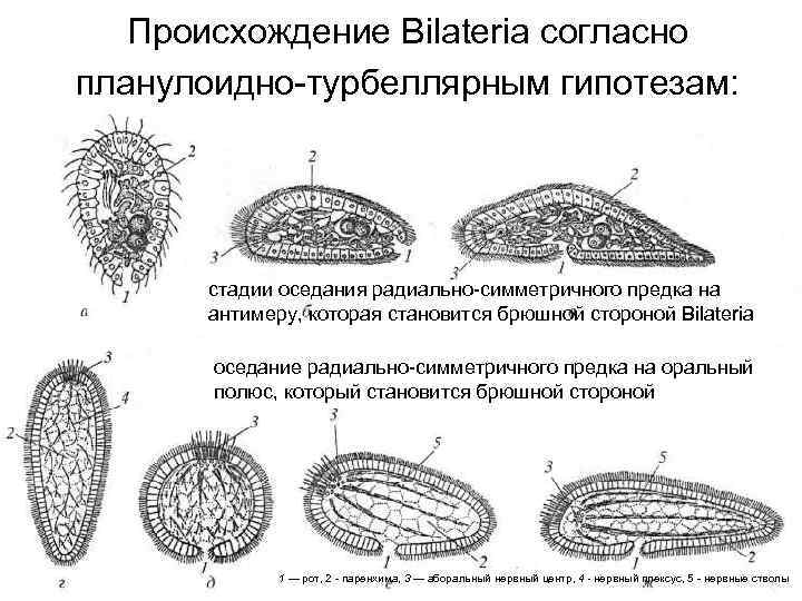 Происхождение Bilateria согласно планулоидно-турбеллярным гипотезам: стадии оседания радиально-симметричного предка на антимеру, которая становится брюшной