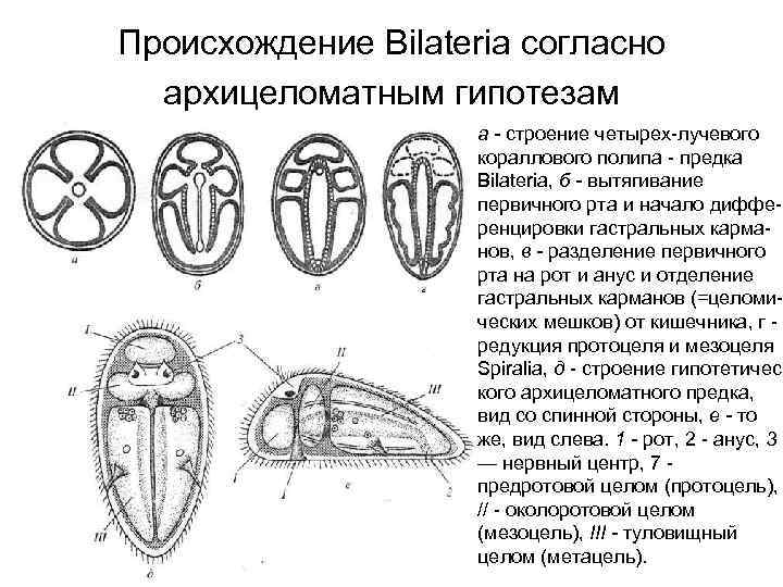 Происхождение Bilateria согласно архицеломатным гипотезам а - строение четырех-лучевого кораллового полипа - предка Bilateria,
