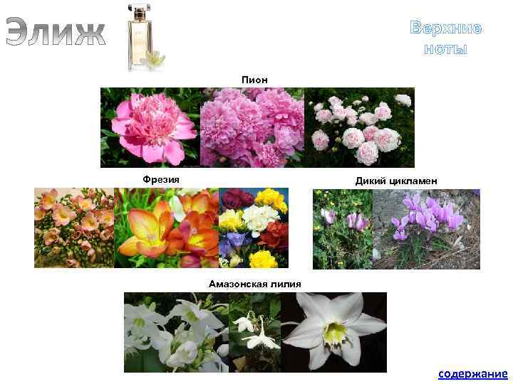 Верхние ноты Пион Фрезия Дикий цикламен Амазонская лилия содержание 