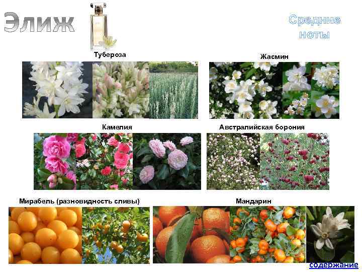 Средние ноты Тубероза Камелия Жасмин Австралийская борония Мирабель (разновидность сливы) Мандарин содержание 