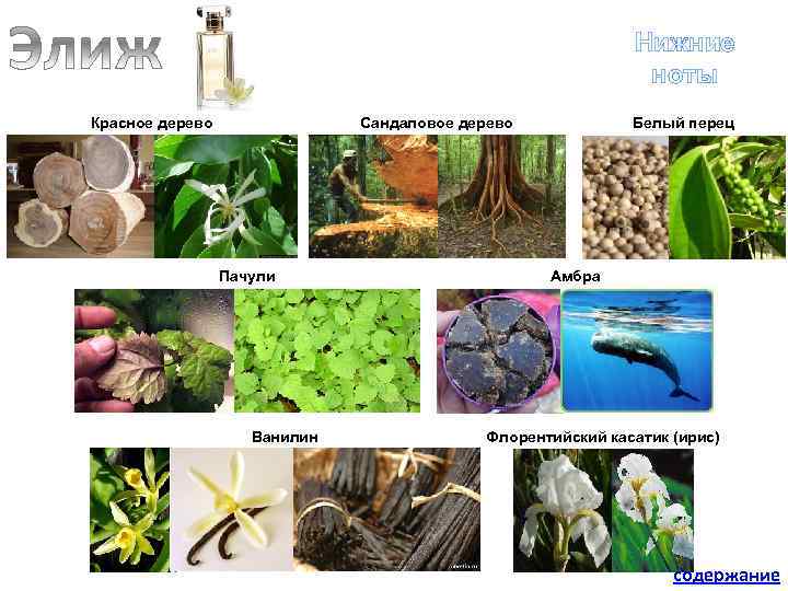 Нижние ноты Сандаловое дерево Красное дерево Пачули Белый перец Амбра Ванилин Флорентийский касатик (ирис)