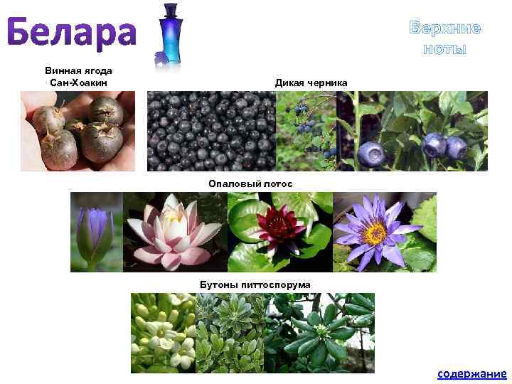 Верхние ноты Винная ягода Сан-Хоакин Дикая черника Опаловый лотос Бутоны питтоспорума содержание 