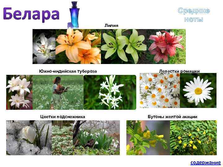 Лилия Южно-индийская тубероза Цветки подснежника Средние ноты Лепестки ромашки Бутоны желтой акации содержание 