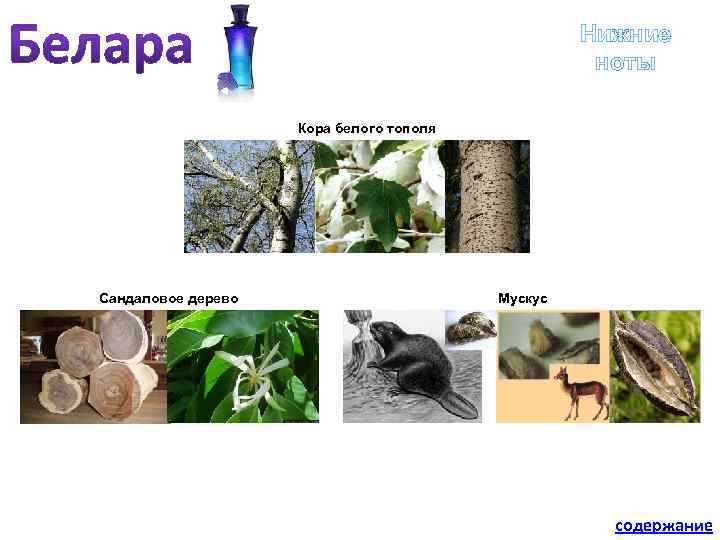 Нижние ноты Кора белого тополя Сандаловое дерево Мускус содержание 
