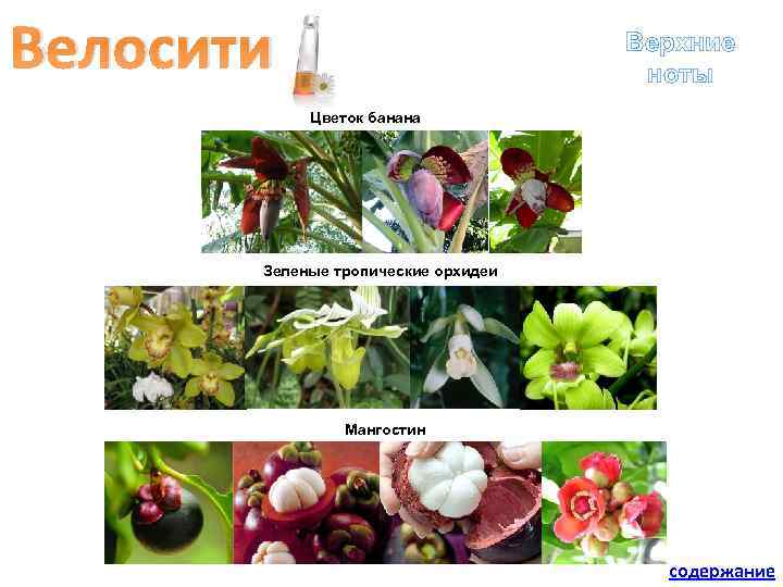 Велосити Верхние ноты Цветок банана Зеленые тропические орхидеи Мангостин содержание 