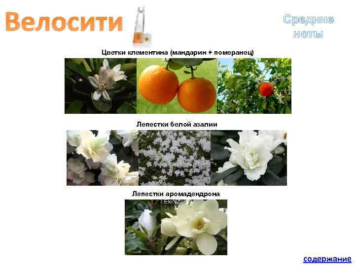 Велосити Средние ноты Цветки клементина (мандарин + померанец) Лепестки белой азалии Лепестки аромадендрона содержание