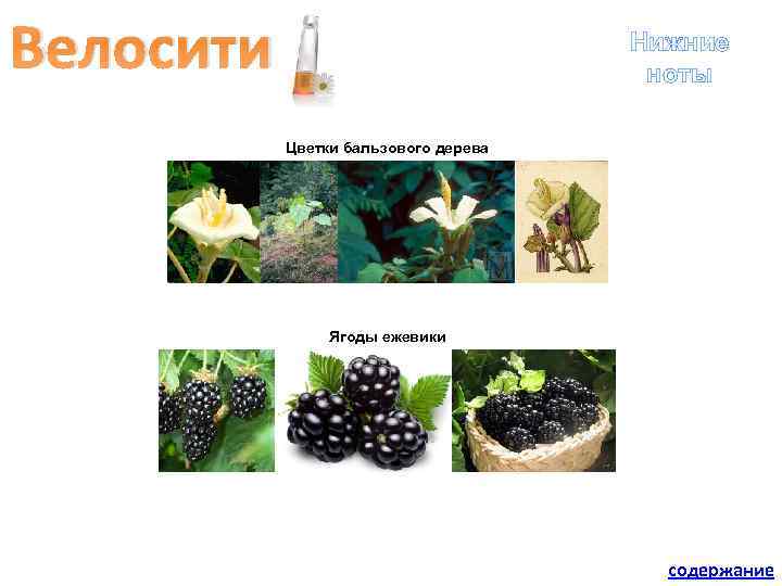 Велосити Нижние ноты Цветки бальзового дерева Ягоды ежевики содержание 