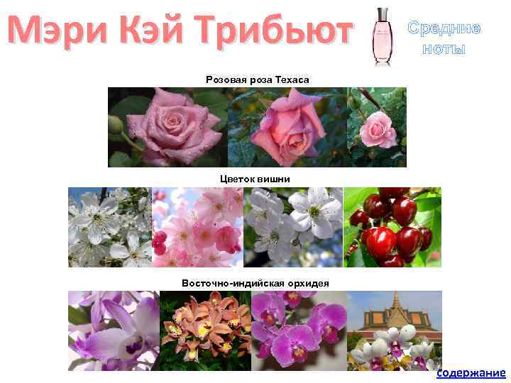 Мэри Кэй Трибьют Средние ноты Розовая роза Техаса Цветок вишни Восточно-индийская орхидея содержание 