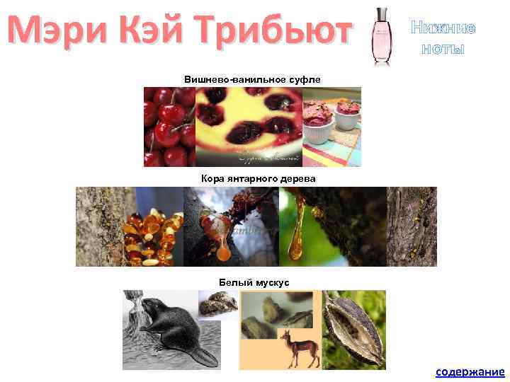Мэри Кэй Трибьют Нижние ноты Вишнево-ванильное суфле Кора янтарного дерева Белый мускус содержание 