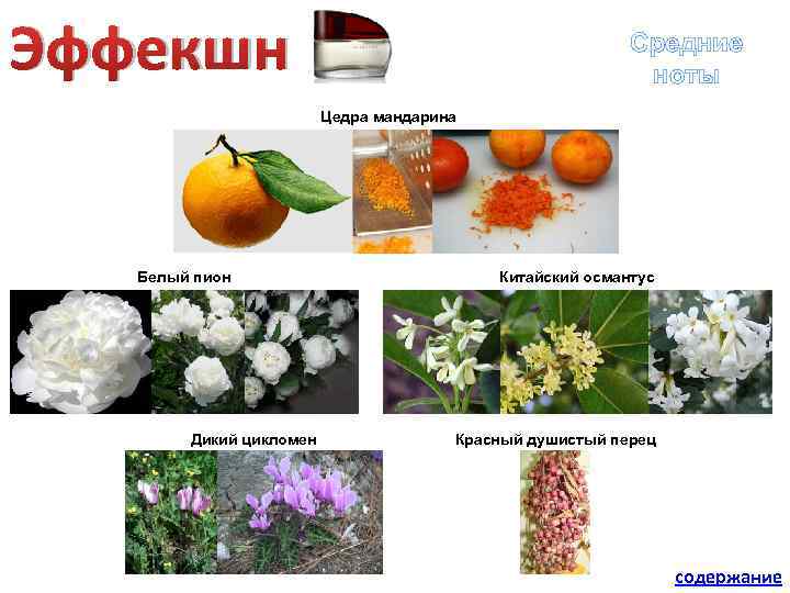 Эффекшн Средние ноты Цедра мандарина Белый пион Китайский османтус Дикий цикломен Красный душистый перец