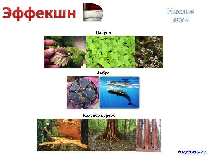 Эффекшн Нижние ноты Пачули Амбра Красное дерево содержание 