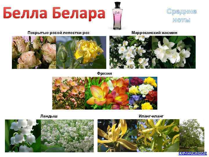 Белла Белара Средние ноты Марроканский жасмин Покрытые росой лепестки роз Фрезия Ландыш Иланг-иланг содержание