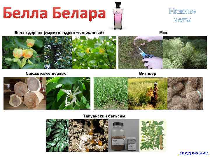 Белла Белара Нижние ноты Мох Белое дерево (лириодендрон тюльпанный) Сандаловое дерево Витивер Талуанский бальзам