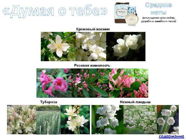  «Думая о тебе» Средние ноты (воплощение силы любви, дружбы и семейного тепла) Кремовый