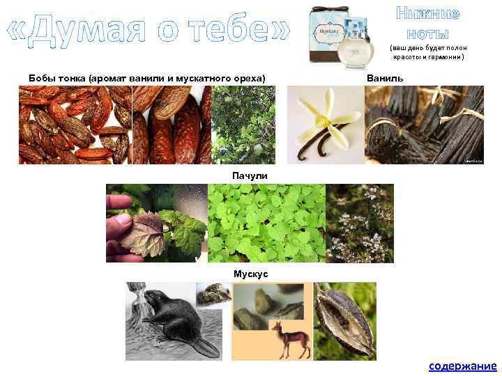  «Думая о тебе» Бобы тонка (аромат ванили и мускатного ореха) Нижние ноты (ваш