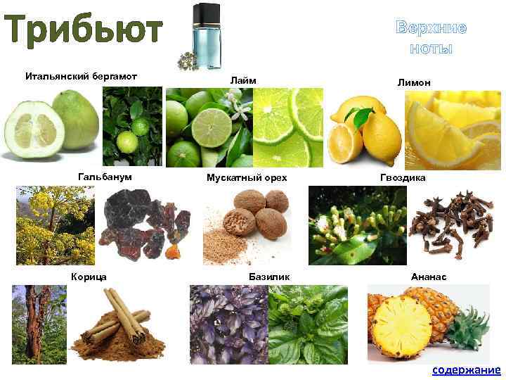Трибьют Итальянский бергамот Гальбанум Верхние ноты Лайм Мускатный орех Лимон Гвоздика Корица Базилик Ананас