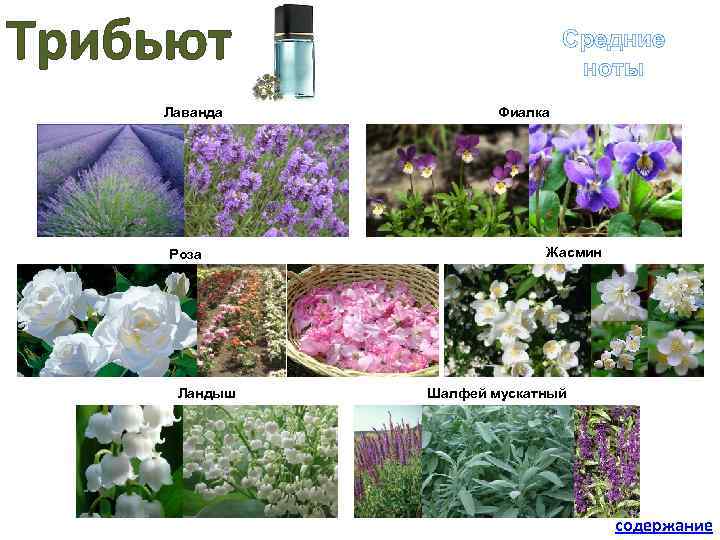 Трибьют Лаванда Роза Средние ноты Фиалка Жасмин Ландыш Шалфей мускатный содержание 