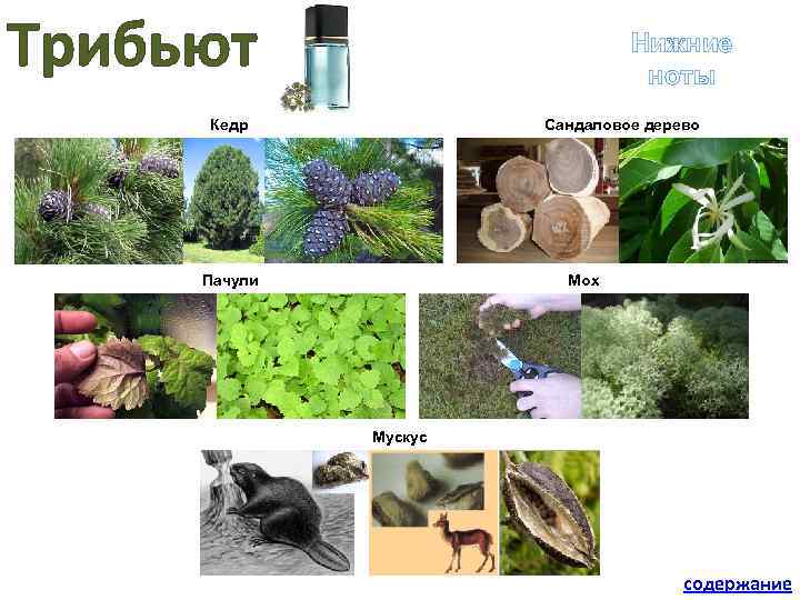 Трибьют Нижние ноты Кедр Сандаловое дерево Мох Пачули Мускус содержание 
