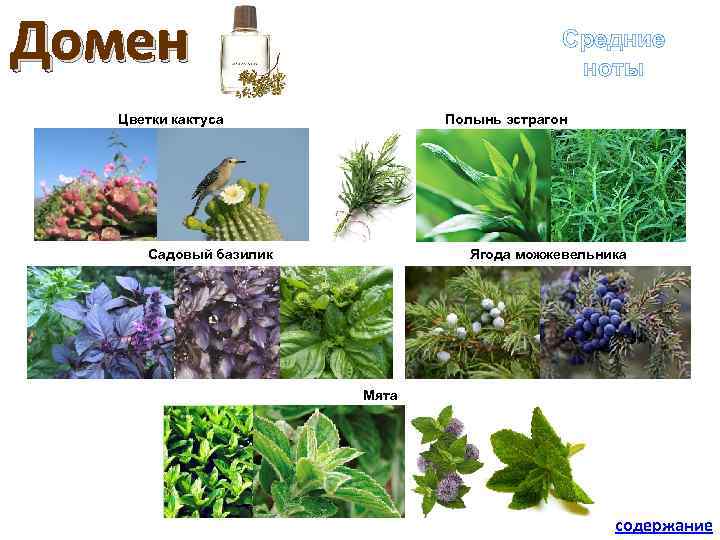 Домен Средние ноты Цветки кактуса Полынь эстрагон Садовый базилик Ягода можжевельника Мята содержание 