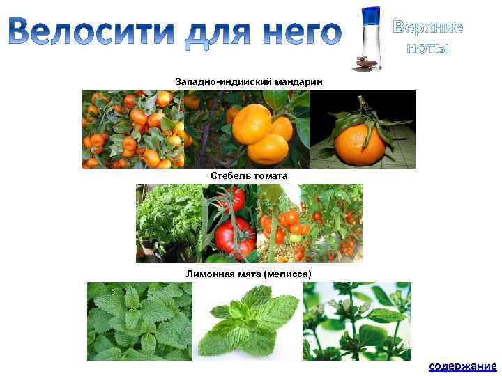 Верхние ноты Западно-индийский мандарин Стебель томата Лимонная мята (мелисса) содержание 