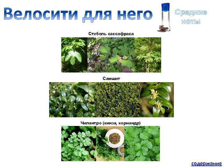 Средние ноты Стебель сассафраса Самшит Чилантро (кинза, кориандр) содержание 