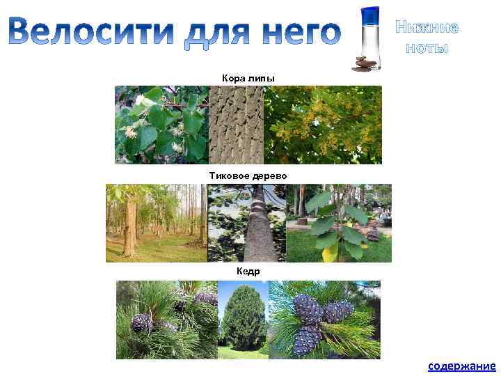 Нижние ноты Кора липы Тиковое дерево Кедр содержание 
