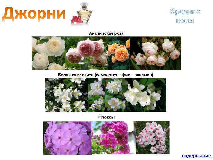 Средние ноты Английская роза Белая сампикита (сампагита – фил. – жасмин) Флоксы содержание 