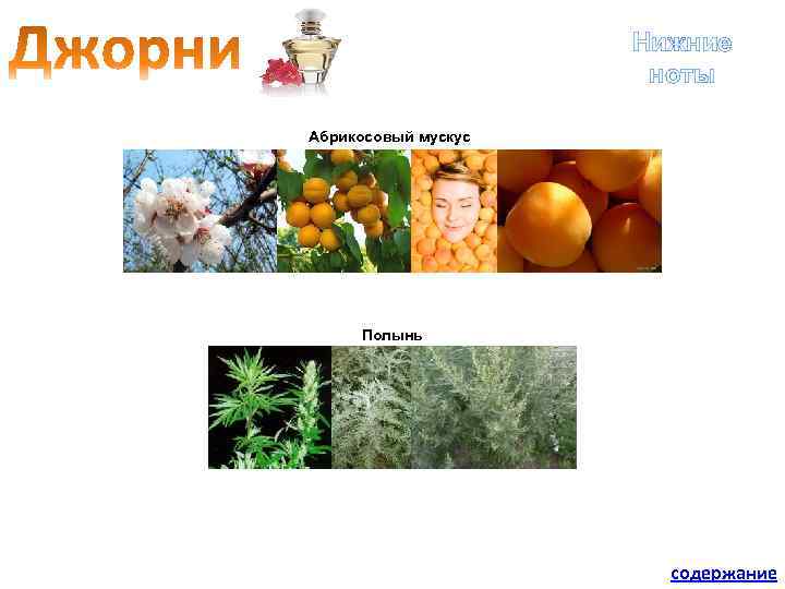 Нижние ноты Абрикосовый мускус Полынь содержание 