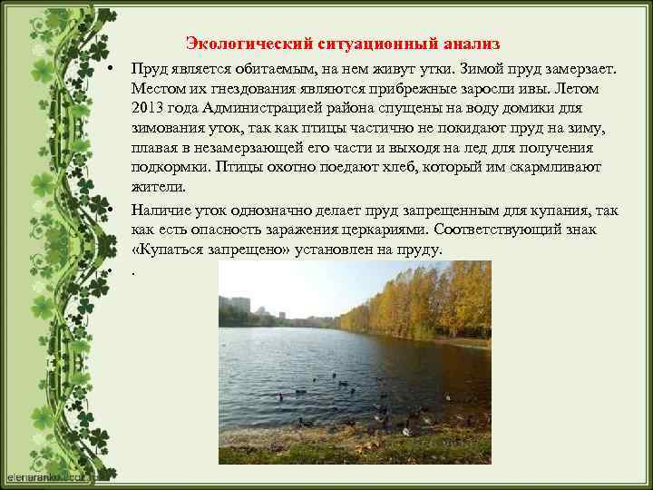 Экологический ситуационный анализ • • • Пруд является обитаемым, на нем живут утки. Зимой