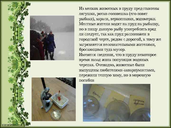 Из мелких животных в пруду представлены лягушки, ротан-головешка (его ловят рыбаки), караси, верхоплавки, водомерки.