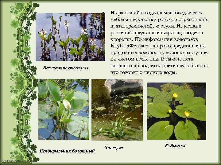  • Вахта трехлистная Белокрыльник болотный Из растений в воде на мелководье есть небольшие