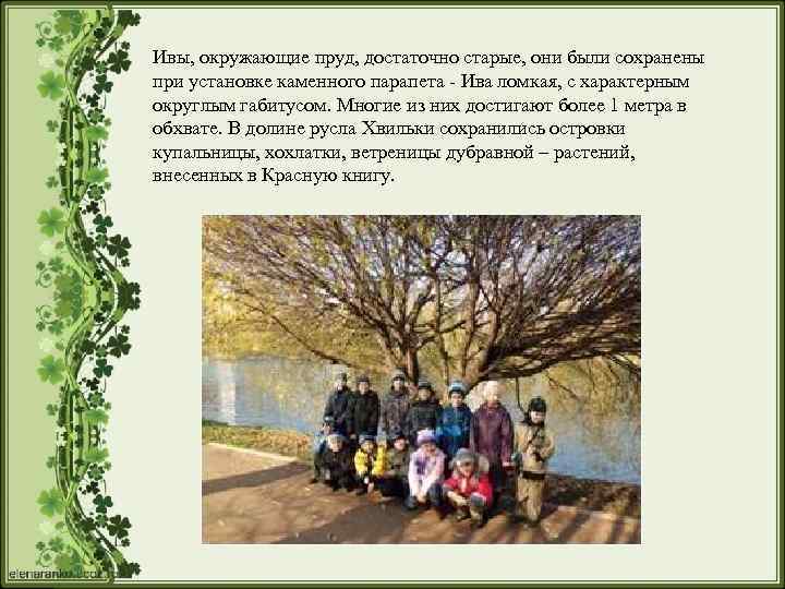 Ивы, окружающие пруд, достаточно старые, они были сохранены при установке каменного парапета - Ива