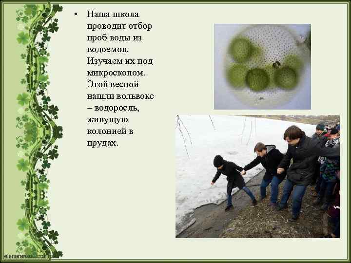  • Наша школа проводит отбор проб воды из водоемов. Изучаем их под микроскопом.