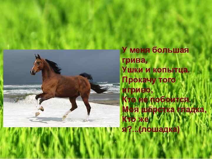У меня большая грива, Ушки и копытца. Прокачу того игриво, Кто не побоится. Моя