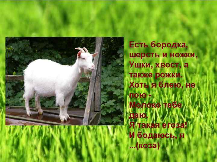Есть бородка, шерсть и ножки, Ушки, хвост, а также рожки. Хоть я блею, не