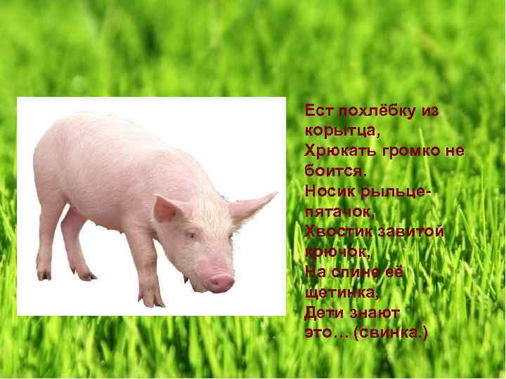 Ест похлёбку из корытца, Хрюкать громко не боится. Носик рыльцепятачок, Хвостик завитой крючок, На