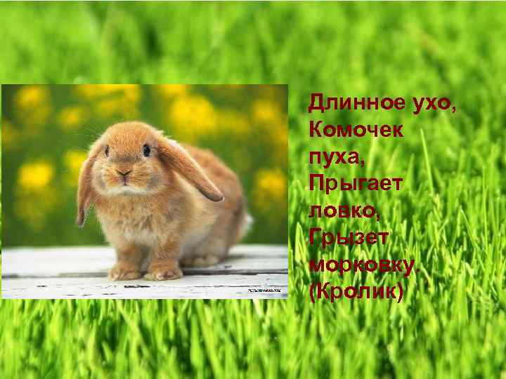 Длинное ухо, Комочек пуха, Прыгает ловко, Грызет морковку. (Кролик) 