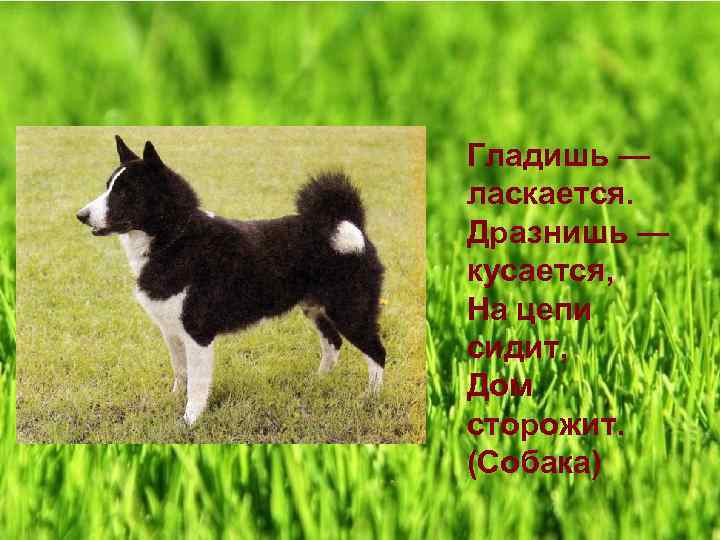 Гладишь — ласкается. Дразнишь — кусается, На цепи сидит, Дом сторожит. (Собака) 