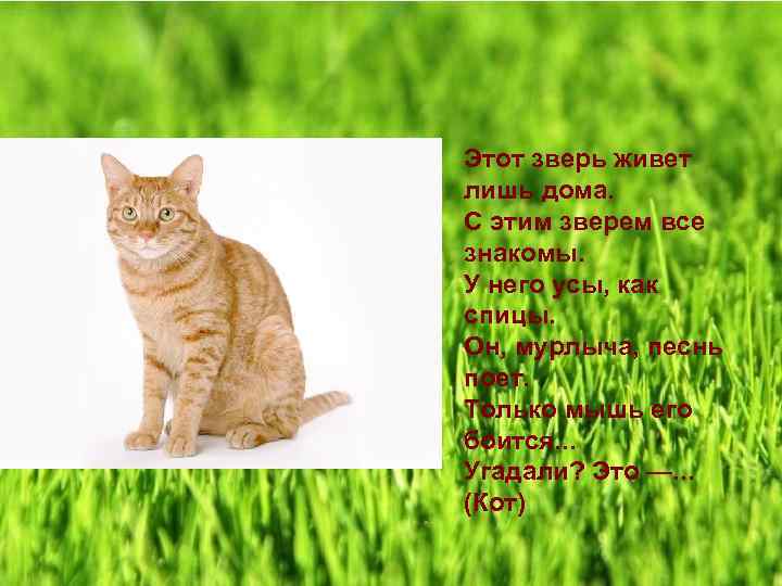 Этот зверь живет лишь дома. С этим зверем все знакомы. У него усы, как