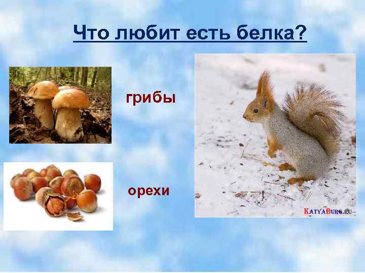 Чем питается белка. Чем питаются белки.