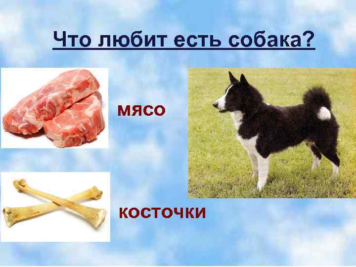 Что ест собака картинки для детей