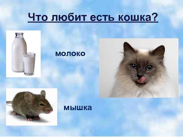 Что любит есть кошка? молоко мышка 
